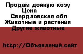 Продам дойную козу › Цена ­ 5 000 - Свердловская обл. Животные и растения » Другие животные   